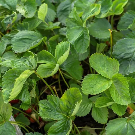 Lf10219-thyholm-engblommevej-9 Holiday home